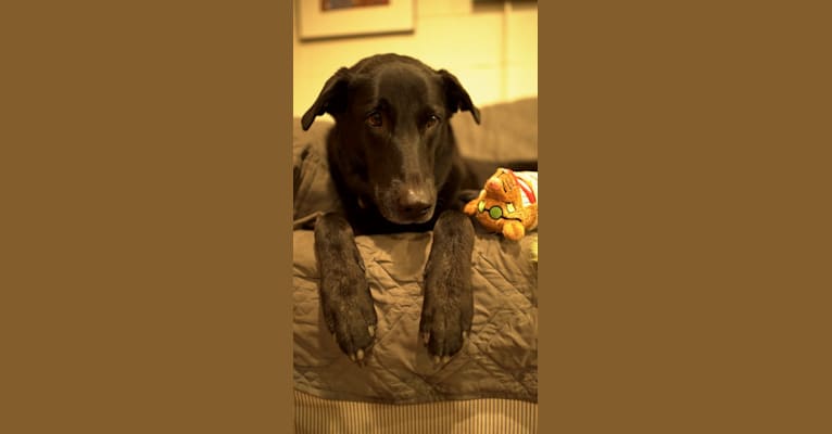 Lota, a German Shepherd Dog and Labrador Retriever mix tested with EmbarkVet.com