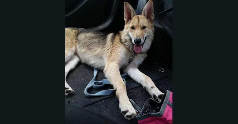 Arya, a German Shepherd Dog and Siberian Husky mix tested with EmbarkVet.com