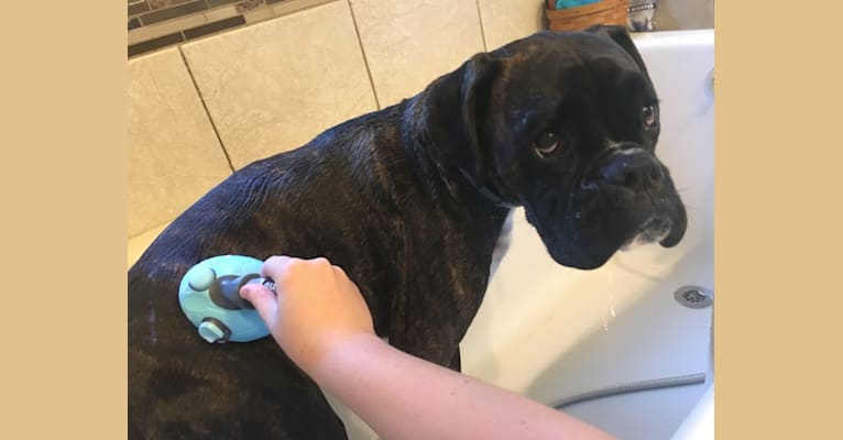 Murray, a Boxer tested with EmbarkVet.com