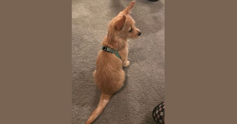 Lulu, a Chihuahua and Pomeranian mix tested with EmbarkVet.com