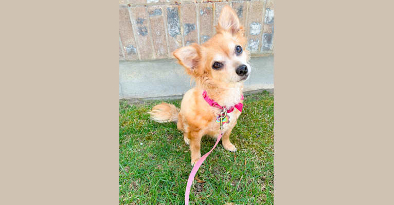 Niki, a Chihuahua tested with EmbarkVet.com