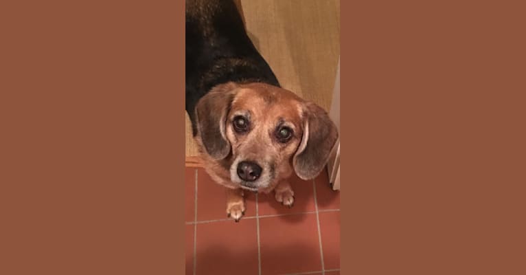 Stella, a Beagle and Cocker Spaniel mix tested with EmbarkVet.com