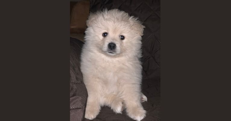 Charmin, a Pomeranian tested with EmbarkVet.com