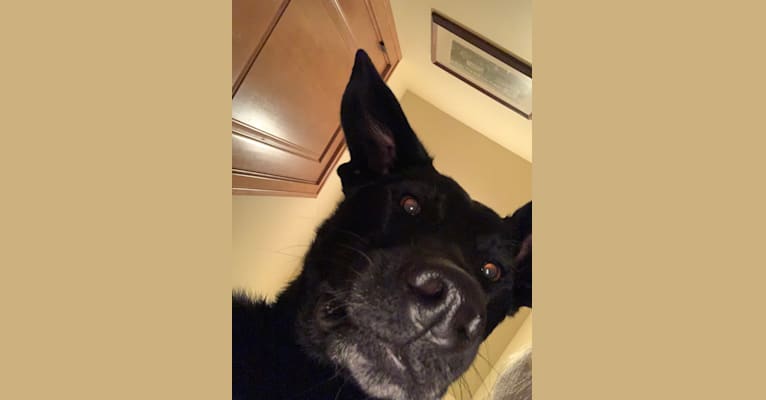 Norwegian elkhound lab mix on sale