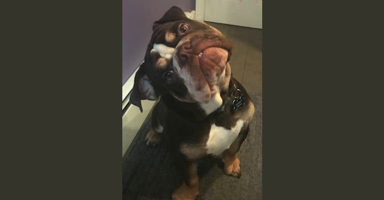 Photo of Quincy, a Bulldog 