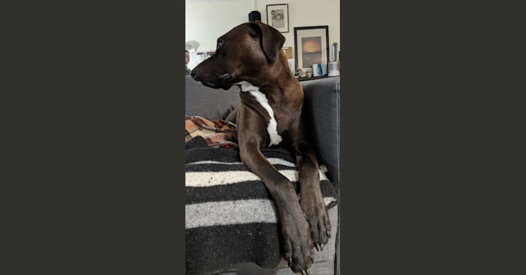 Photo of Zion, an American Pit Bull Terrier, Doberman Pinscher, and American Staffordshire Terrier mix in Snyder, Texas, USA