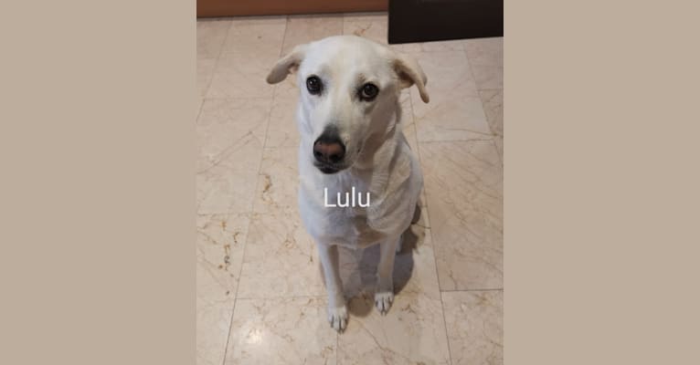 Lulu, an Arabian Village Dog tested with EmbarkVet.com