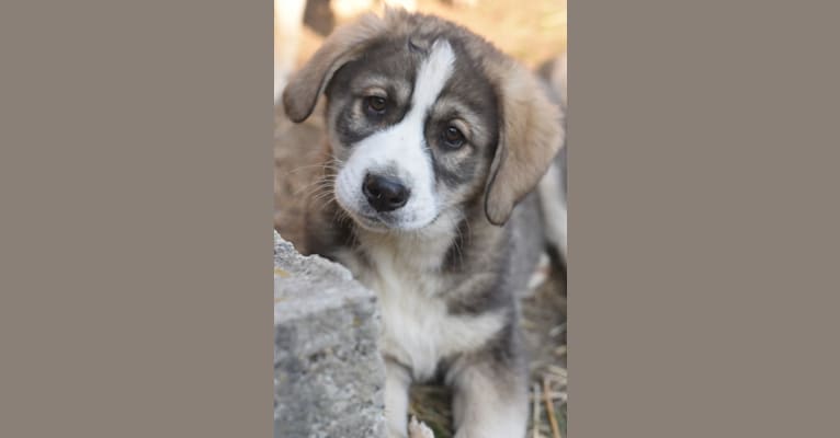 Photo of Chai, an Eastern European Village Dog  in Iași, Roemenië