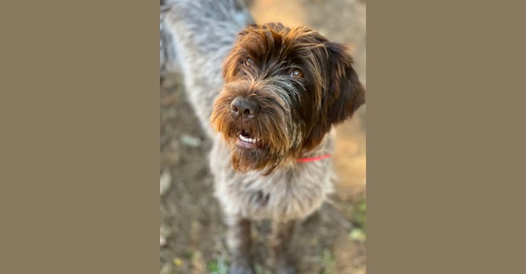 Ivy, a Wirehaired Pointing Griffon tested with EmbarkVet.com