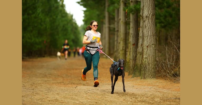 Chani, a Greyhound tested with EmbarkVet.com