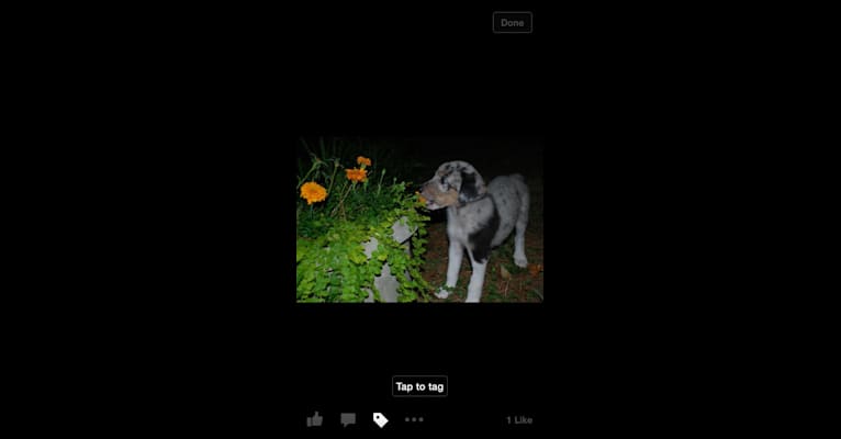 Charlie, a Labrador Retriever and German Shepherd Dog mix tested with EmbarkVet.com
