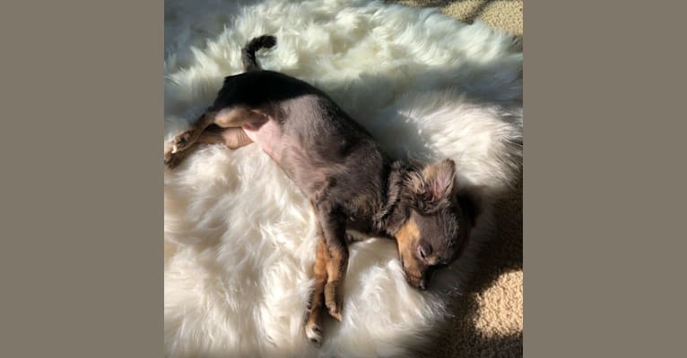 Zuna, a Chihuahua tested with EmbarkVet.com