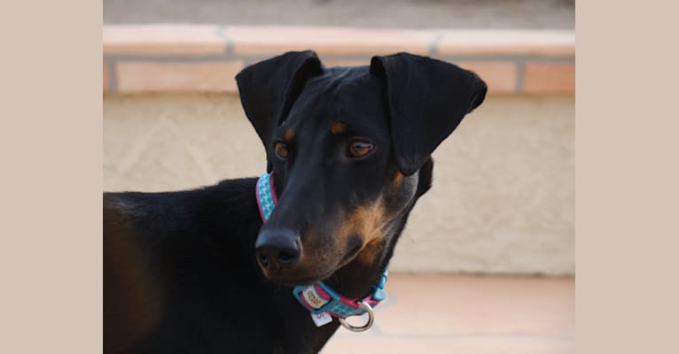 Leila, a Doberman Pinscher and German Shepherd Dog mix tested with EmbarkVet.com