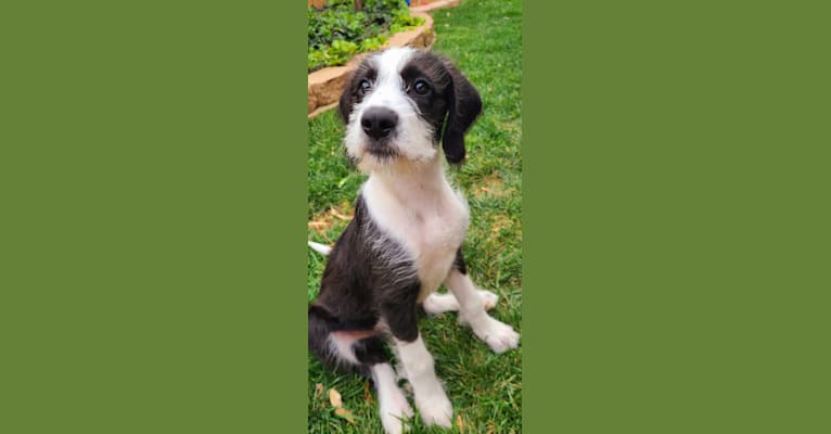 Photo of Quin, a Pointer, Old English Sheepdog, and Poodle (Standard) mix in Oklahoma City, Oklahoma, USA