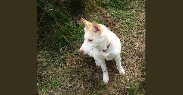 Kestrel, a Siberian Husky and Shetland Sheepdog mix tested with EmbarkVet.com