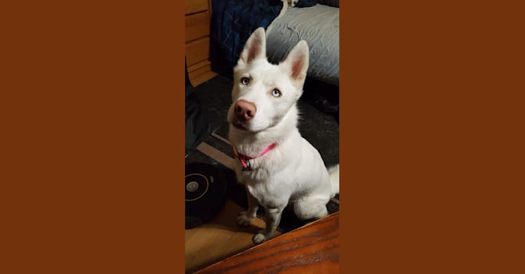 Lena, a Siberian Husky tested with EmbarkVet.com