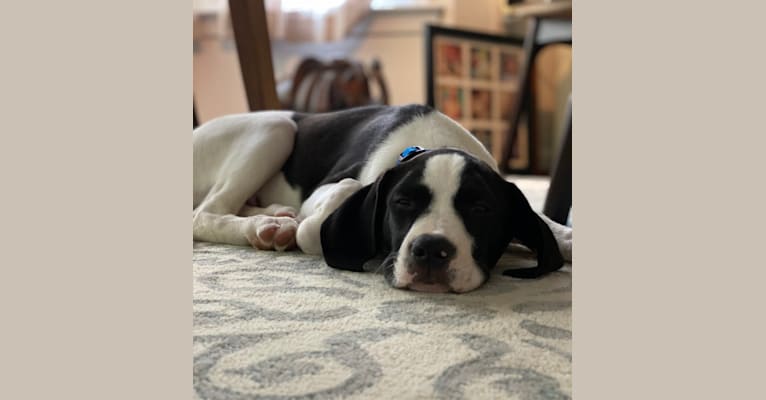 Rocco, a Treeing Walker Coonhound and American Pit Bull Terrier mix tested with EmbarkVet.com