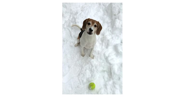 Edward, a Beagle and Russell-type Terrier mix tested with EmbarkVet.com