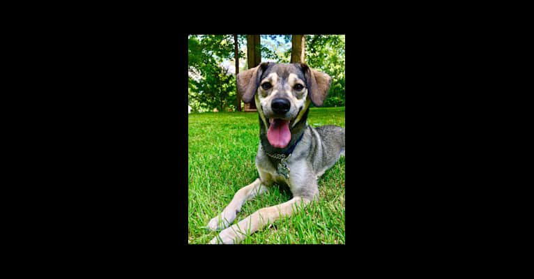 Malia, a Beagle and Labrador Retriever mix tested with EmbarkVet.com