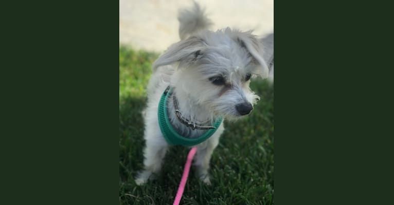 Lily, a Maltese and Poodle (Small) mix tested with EmbarkVet.com