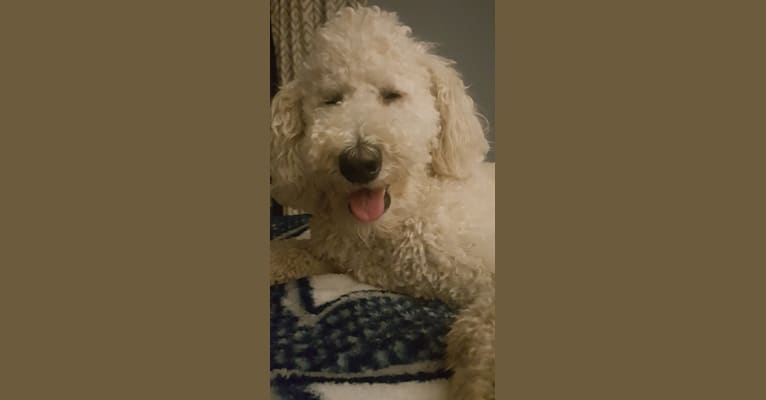 harley, a Goldendoodle tested with EmbarkVet.com