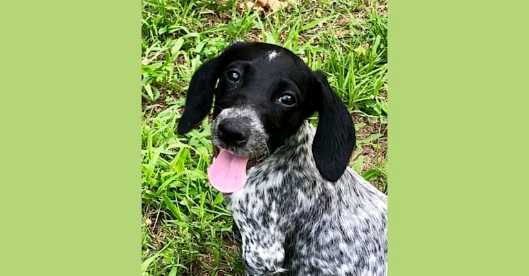 Dachshund pointer sales