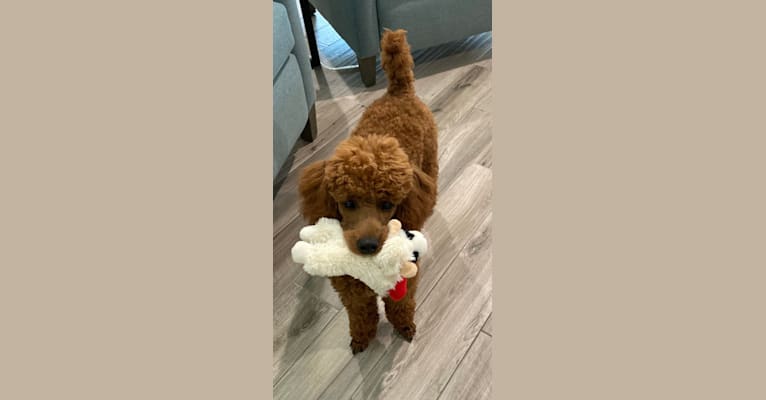 Coco, a Poodle tested with EmbarkVet.com