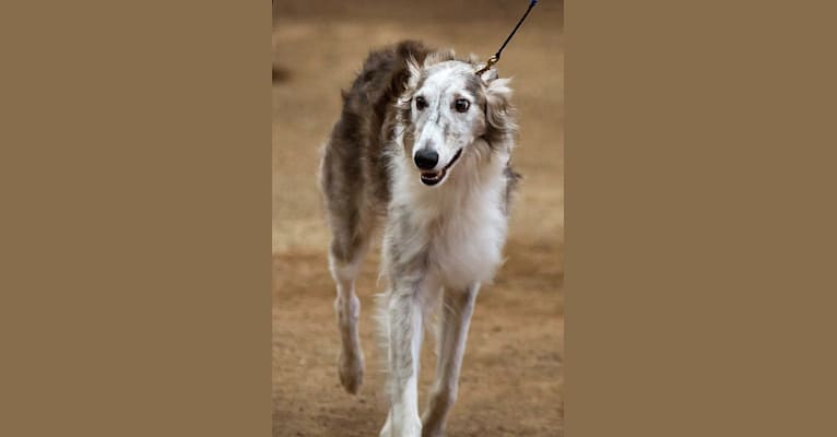 Photo of Woofie, a Silken Windhound  in Grass Valley, California, USA
