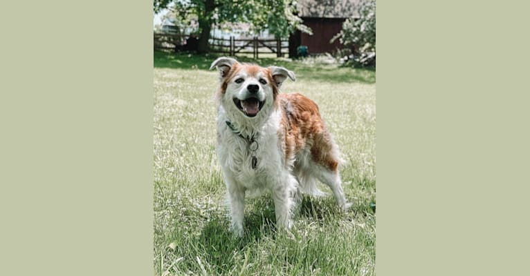 Beau, a Border Collie and Australian Cattle Dog mix tested with EmbarkVet.com