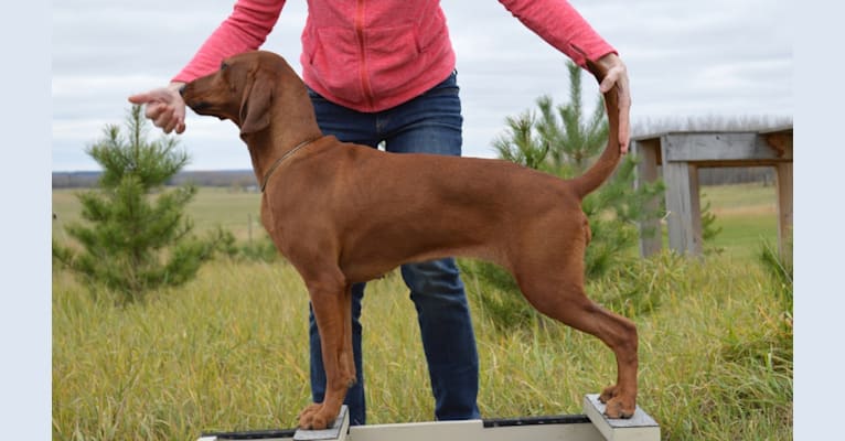 Aura, a Redbone Coonhound tested with EmbarkVet.com