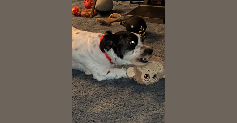 Photo of Teddy, a Poodle (Small), Shih Tzu, American Eskimo Dog, and Mixed mix in Allentown, Pennsylvania, USA