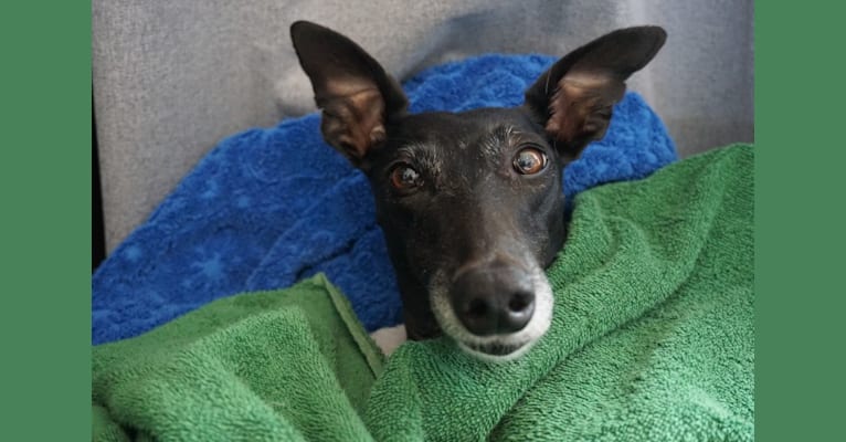Chili, a Greyhound and Whippet mix tested with EmbarkVet.com