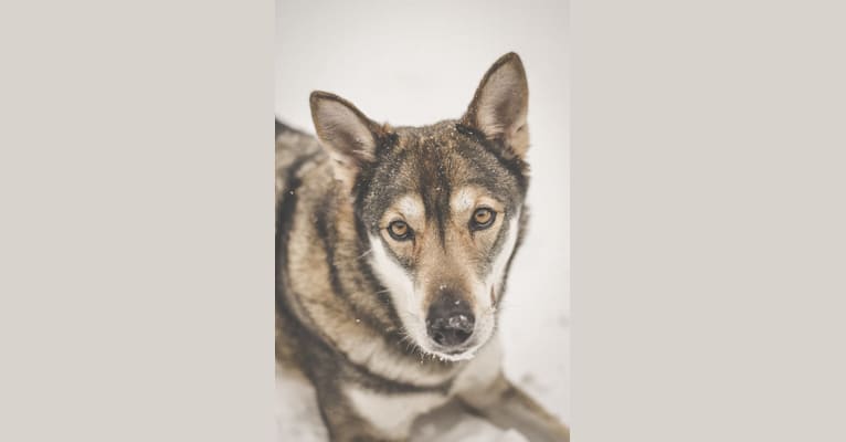 Macy, a Siberian Husky and Saarloos Wolfdog mix tested with EmbarkVet.com
