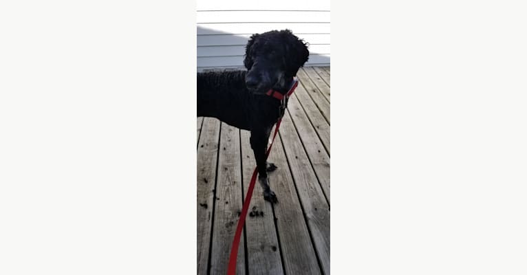 Photo of Cisco, a Poodle (Standard)  in Michigan, USA