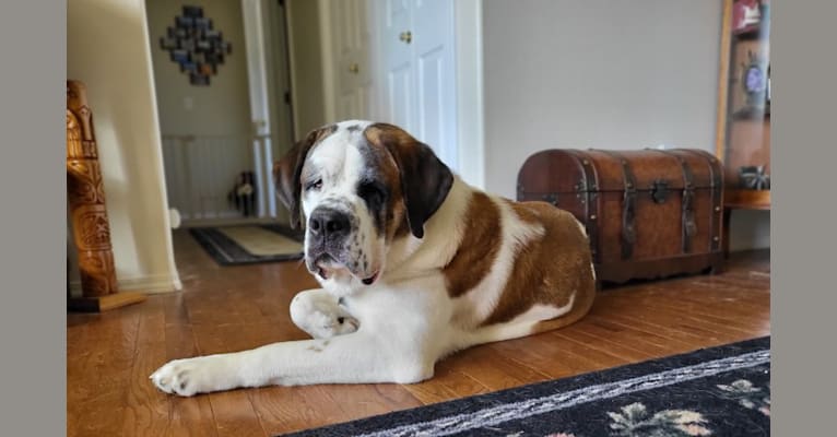 Milhouse "Millie", a Saint Bernard tested with EmbarkVet.com