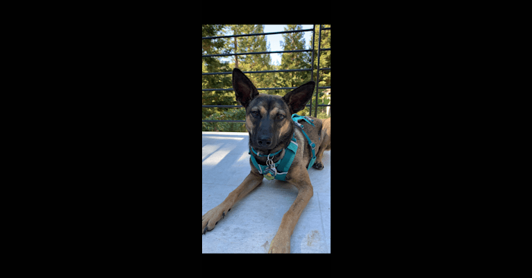 Pippa, a Formosan Mountain Dog tested with EmbarkVet.com