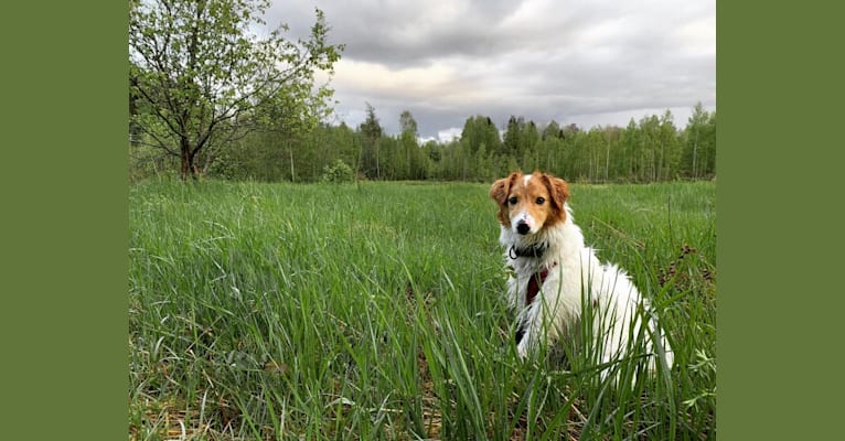 Photo of Hjalmar, a Border Collie, Russell-type Terrier, and Collie mix in null