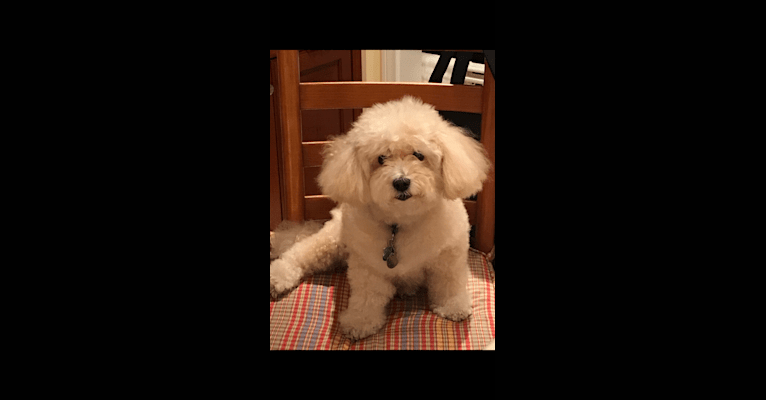 Sandy, a Poodle (Small) (14.0% unresolved) tested with EmbarkVet.com