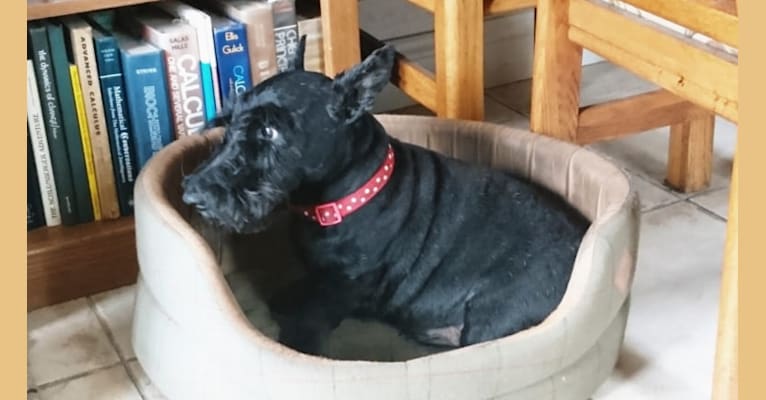 Sumo Sam, a Scottish Terrier tested with EmbarkVet.com