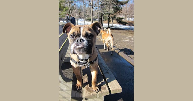 Bentley, a Bulldog and Boston Terrier mix tested with EmbarkVet.com