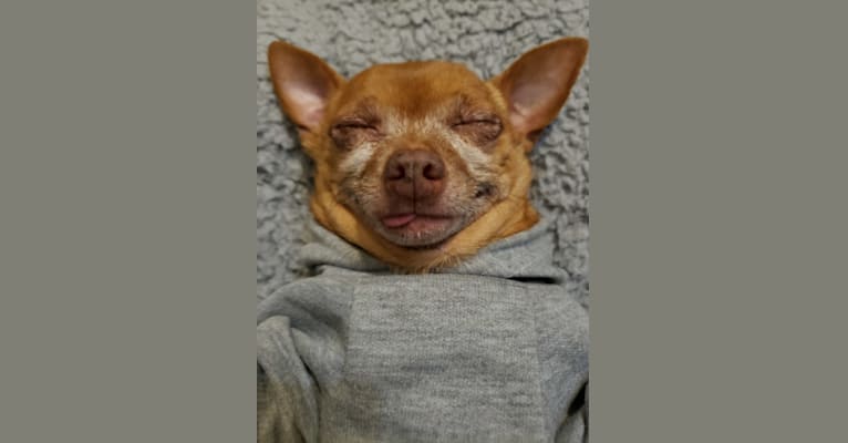Photo of VICIOUS!, a Chihuahua  in Portland, Oregon, USA