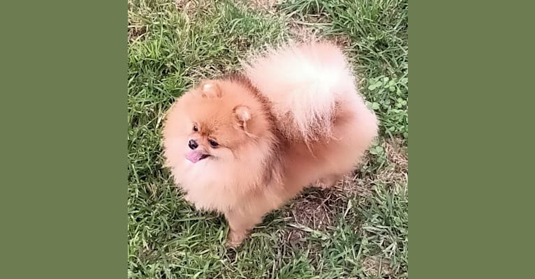 Hope, a Pomeranian tested with EmbarkVet.com