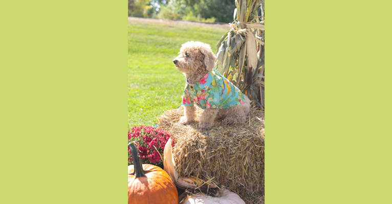 Cocomelon, a Poodle (Small) and Lhasa Apso mix tested with EmbarkVet.com