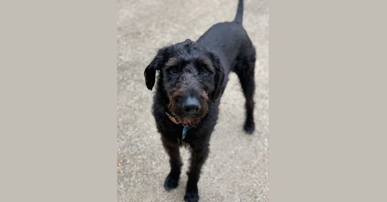 Zeke, a Poodle (Standard) and Rottweiler mix tested with EmbarkVet.com