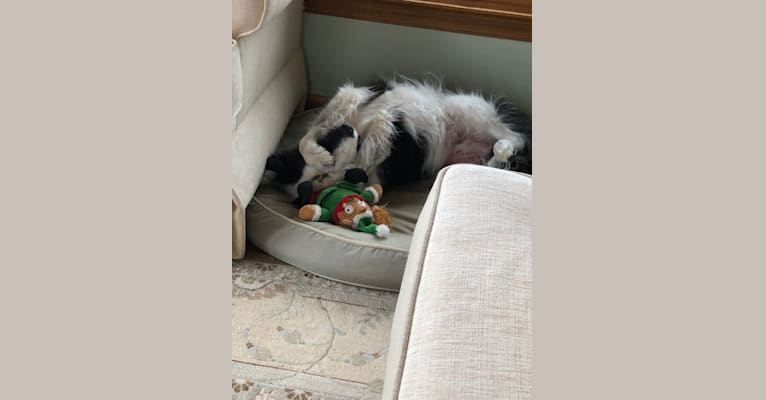 Spruce, a Border Collie (17.6% unresolved) tested with EmbarkVet.com