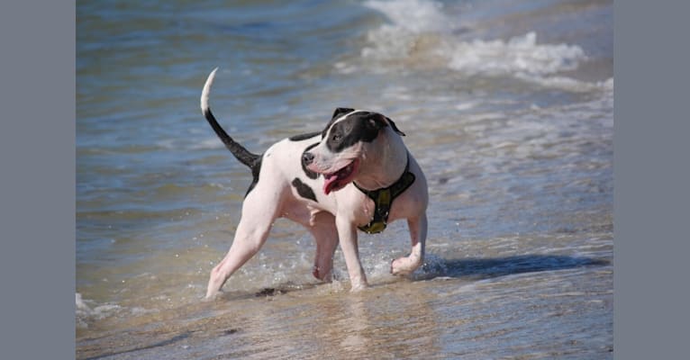 Cypress, an American Bully and American Pit Bull Terrier mix tested with EmbarkVet.com