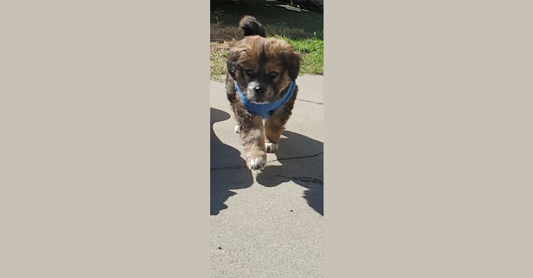 Photo of Kingston, an American Pit Bull Terrier, Chow Chow, German Shepherd Dog, Cocker Spaniel, and Mixed mix in Los Angeles, California, USA