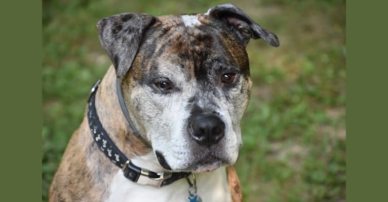 Jackson, an American Pit Bull Terrier and Bulldog mix tested with EmbarkVet.com