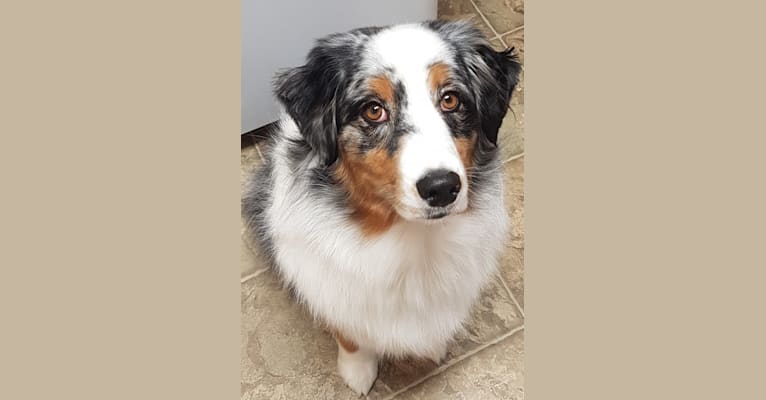 Zoey, an Australian Shepherd Group tested with EmbarkVet.com