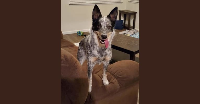Indie, an Australian Cattle Dog tested with EmbarkVet.com